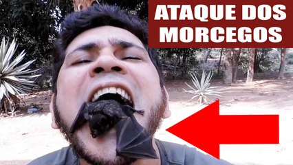 Espécie de morcego começa a se alimentar de sangue humano no Brasil