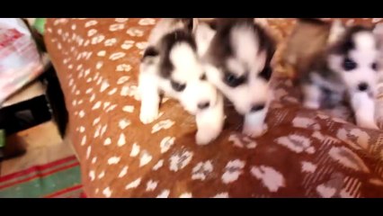 Щенки Хаски