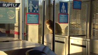 No mice allowed - Cat 'guards' Moscow region train station-XtU0VNdvDG4