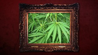 Cannabis - illegal aber weitverbreitet! - Die Klugscheisserin-Aq_aG0Un2HQ