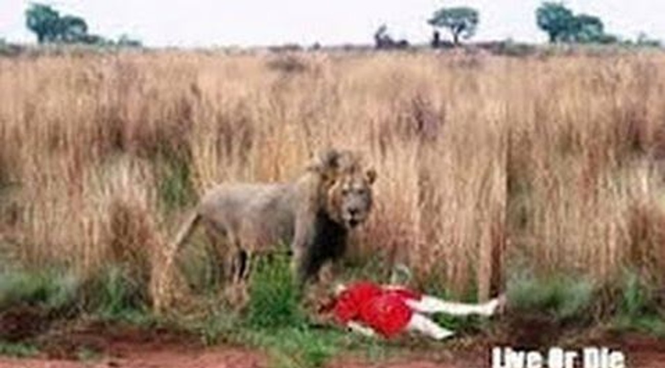 Lion attack people - video Dailymotion