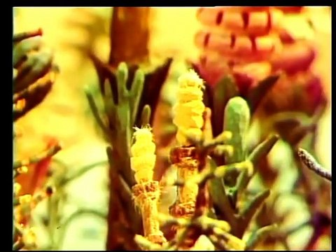 Вася и Динозавр