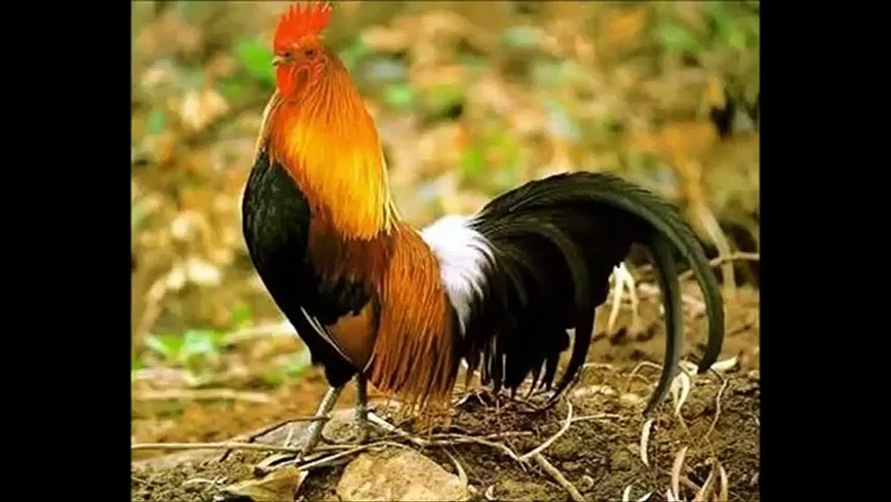 Como Não Vira Viado !!!