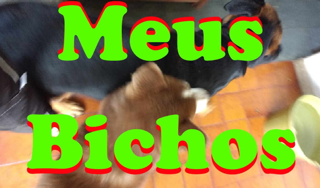 Mostrando meus bichos :D