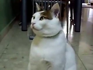 Кот разговаривает с хозяйкой 3)