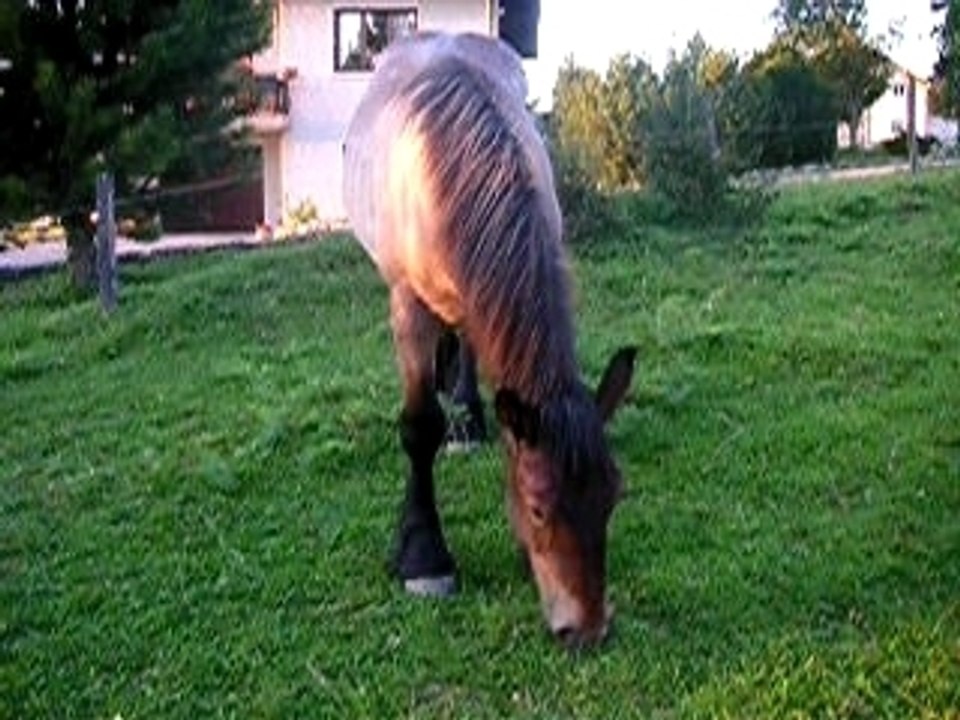 SIbelle