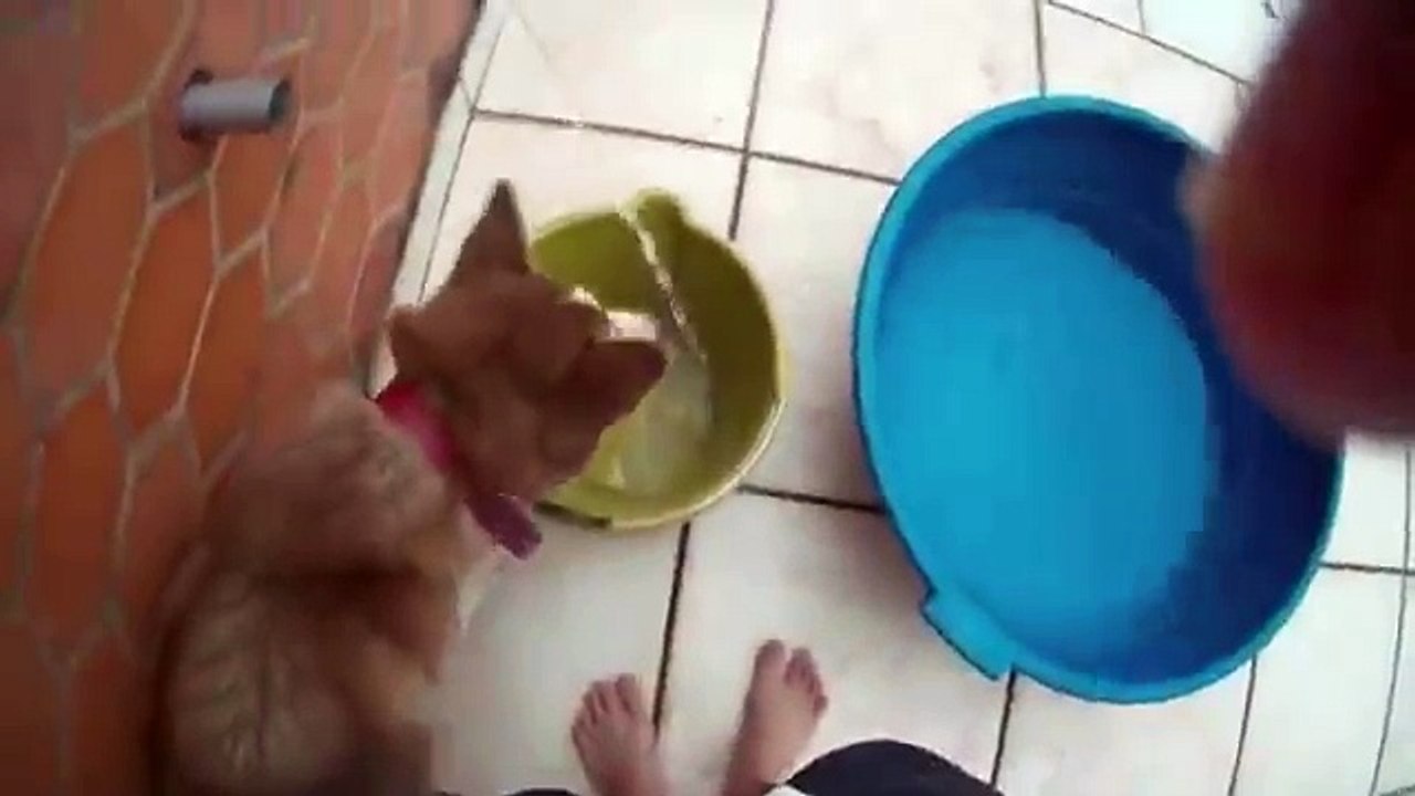 Simba ganhou um balde novo!!!