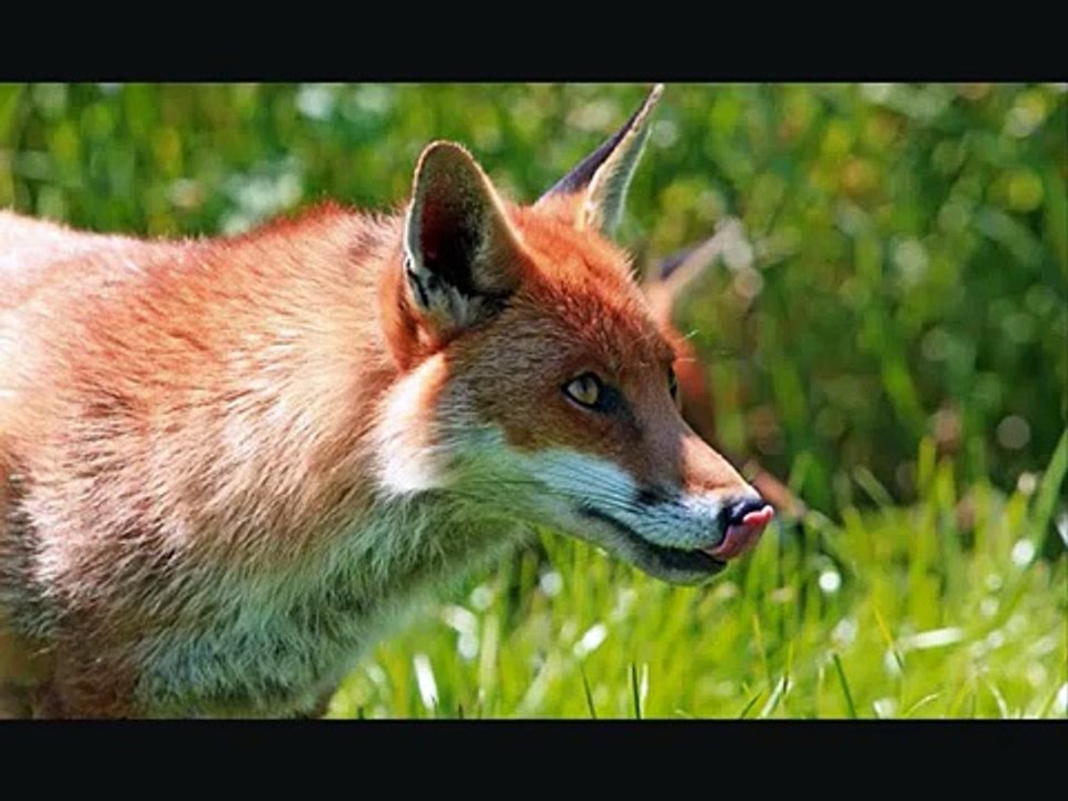 impariamo a conoscere gli animali - video educativo per bambini in lingua italiana