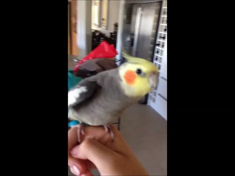 Попугай исполняет дабстеп
