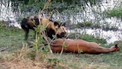 Most Brutal Attack - WIld Dog Eating Pregnant Animal Alive