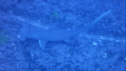 Requins marteaux - Rangiroa