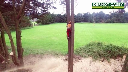 Dermot Casey Tree Care Tree Surveys Ireland
