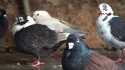 Şanlıurfa'da, Otomobil Fiyatına Güvercin