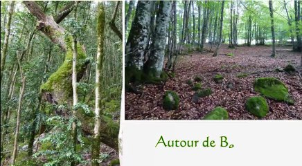 diaporama d'arbres en Pays de Sault