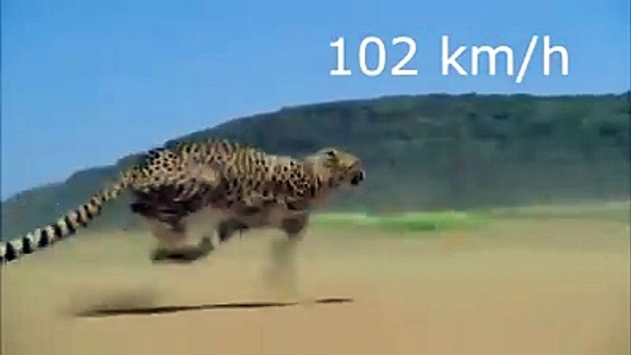 awesome speed
