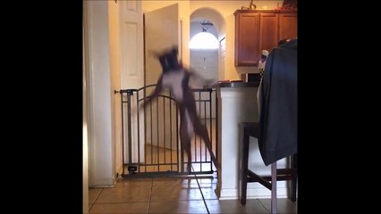 Ce chien est pret pour le saut en hauteur