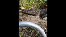 Un alligator monte à bord d'un bateau de touristes!