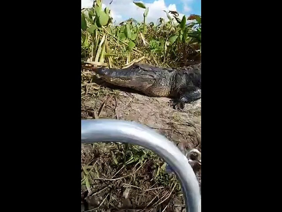 Un alligator monte à bord d'un bateau de touristes!