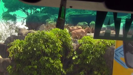 Kambing Gunung Kelihatan Muncul sebentar