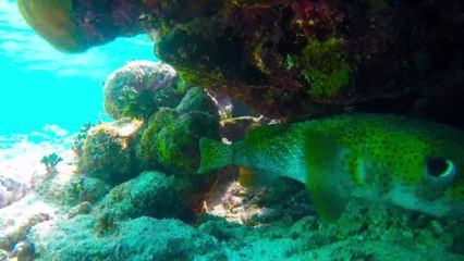 Kendisini Çeken Kamerayı Görünce Kameraya Oynayan Balık