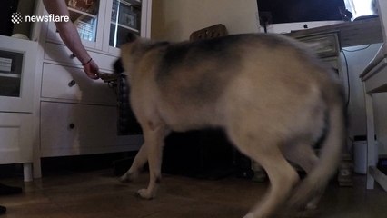 Dog suffering from megaesophagus eats breakfast in home-made chair