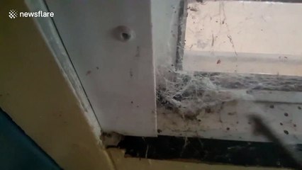 Huge window spider gets evicted