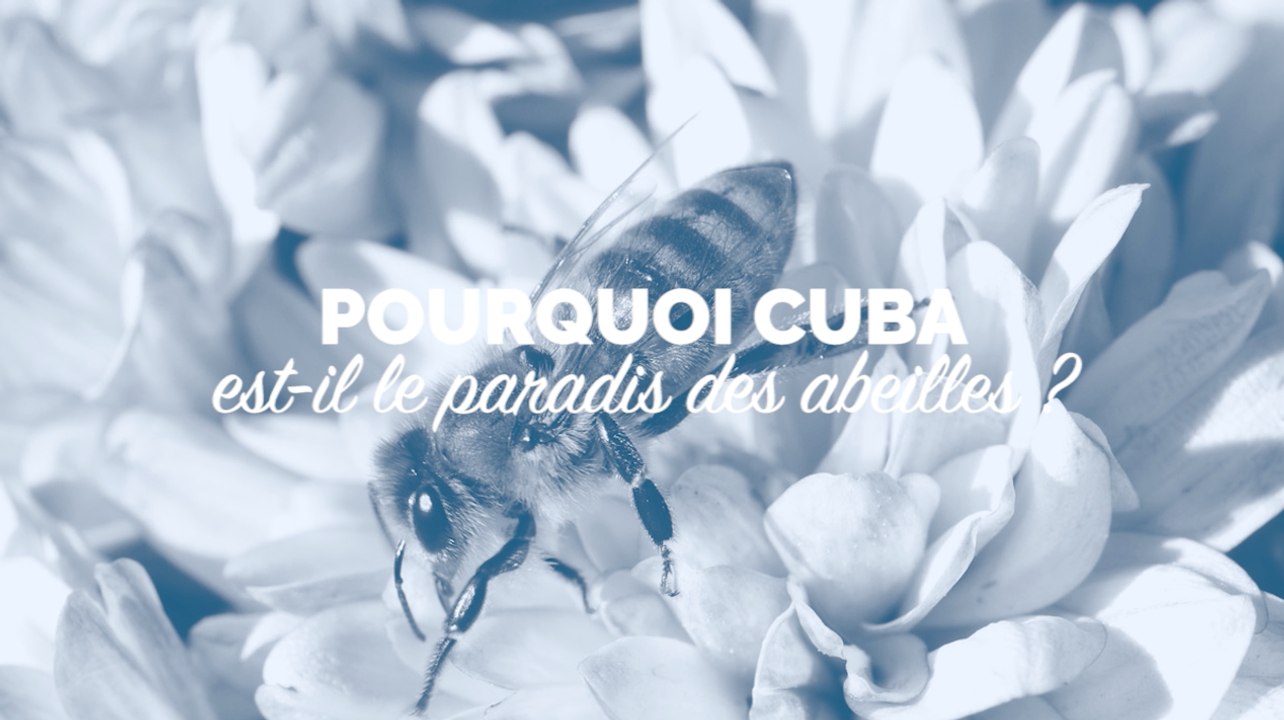 Pourquoi Cuba est-il le paradis des abeilles ?