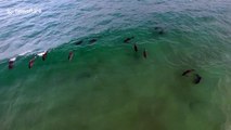 Drone captures pod of dolphins