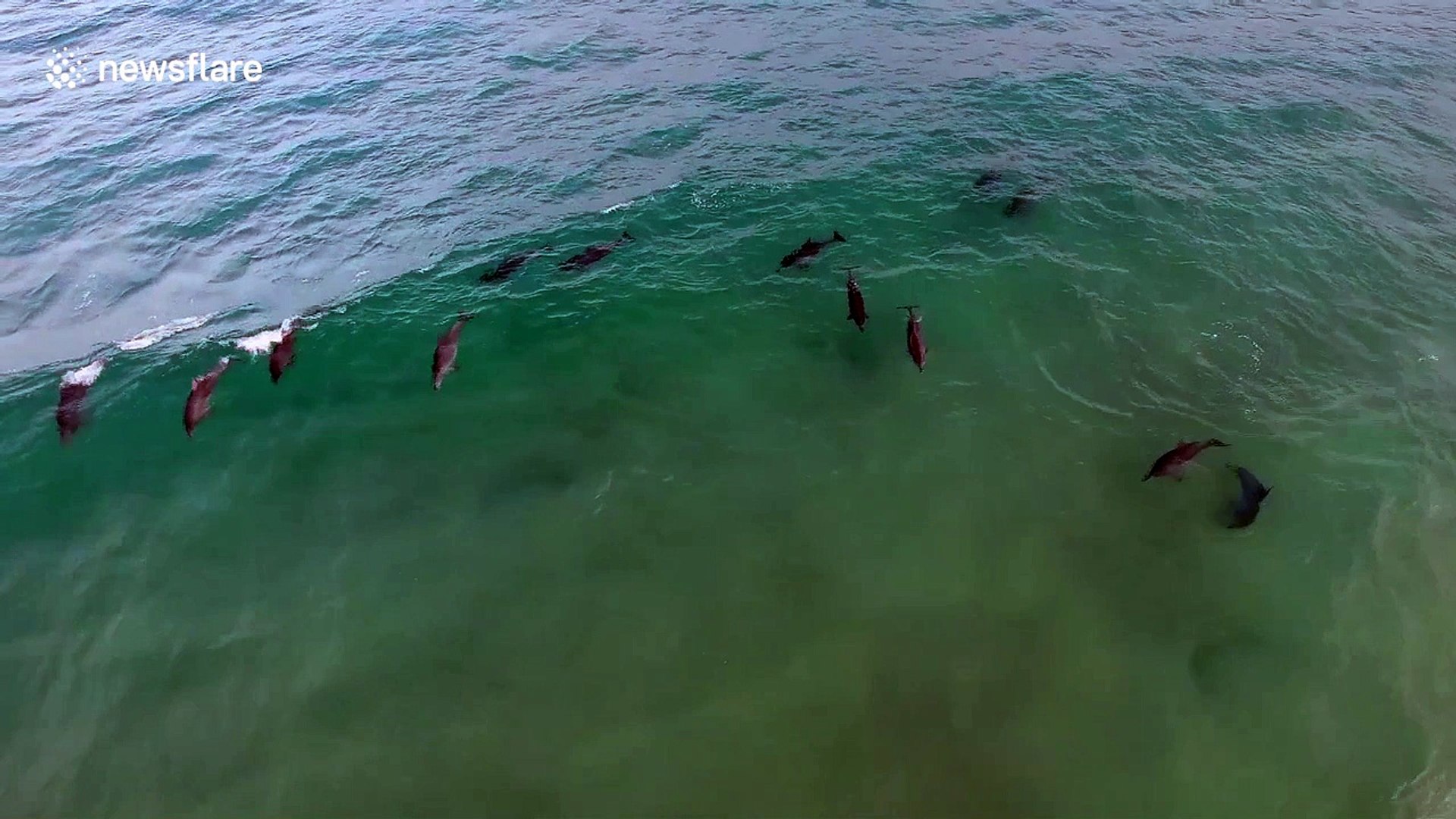 ⁣Drone captures pod of dolphins