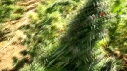 Diyarbakır'da 1 Yılda 83 Ton Esrar Ele Geçirildi