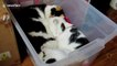 Just three cats sleeping in a box together