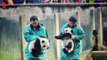 En Chine, deux bébés pandas font leurs premiers pas au zoo