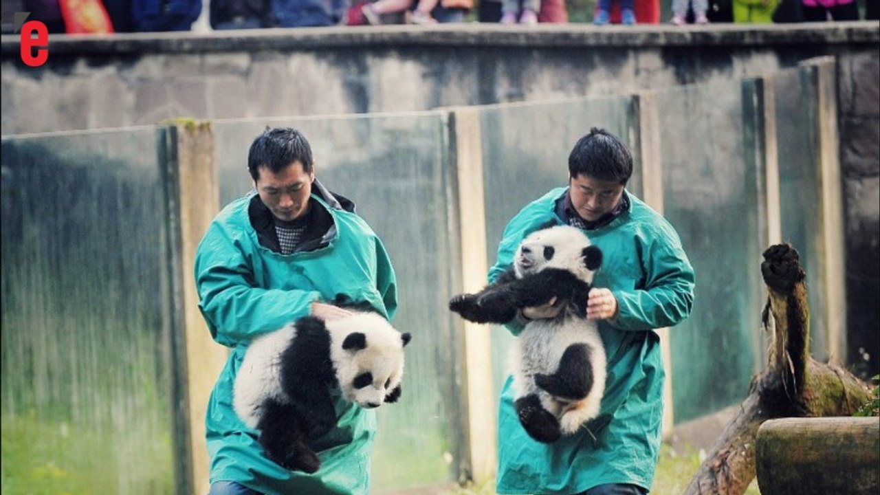 En Chine, deux bébés pandas font leurs premiers pas au zoo