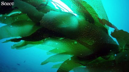 Sualtı çadırları büyülüyor