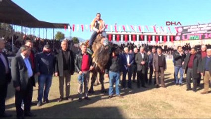 Antalya Kumluca'da Deve Güreşleri Yapıldı