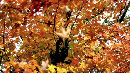 ERNESTO CORTAZAR - And When I Touched You-r3288Qw2JLg-HD