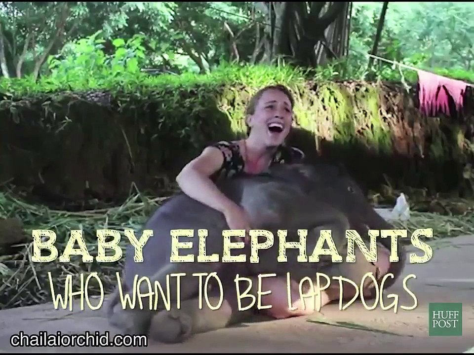 sweet elephant babies