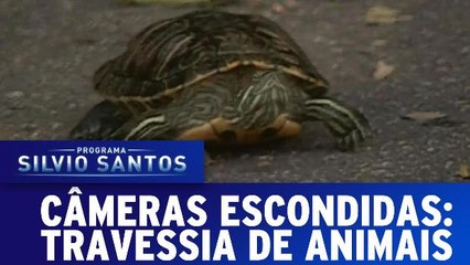 Câmeras Escondidas: Travessia de Animais