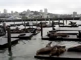 Sea Lions in San Francisco