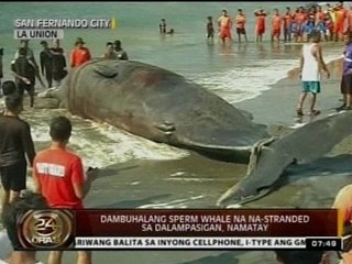 24 Oras: Dambuhalang sperm whale na na-stranded sa dalampasigan, namatay