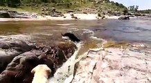 dog saves his friend