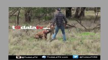 Hombre le da Trompon a canguro para poder salvar a su perro-Video