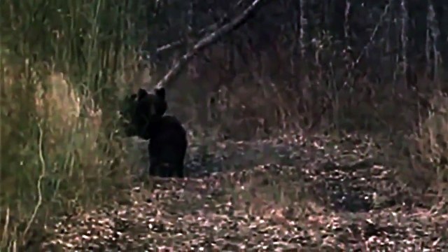 приколы на охоте