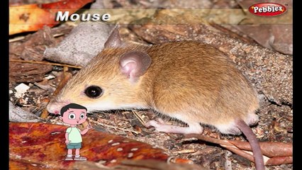 Mouse Rhyme | Animal Rhymes for Children | Nursery Rhymes for Kids | Most Popular Rhymes HD
