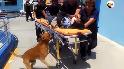 Ces chiens restent avec leur maitre blessé jusqu'au bout