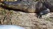 Un alligator réussit à monter sur le bateau d’un groupe de touristes