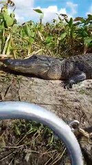 Un alligator réussit à monter sur le bateau d’un groupe de touristes