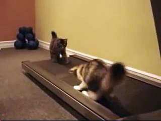 Ellos encendieron la caminadora pero... ¿qué hizo el gato? Solo mira su reacción. JAJAJAJA