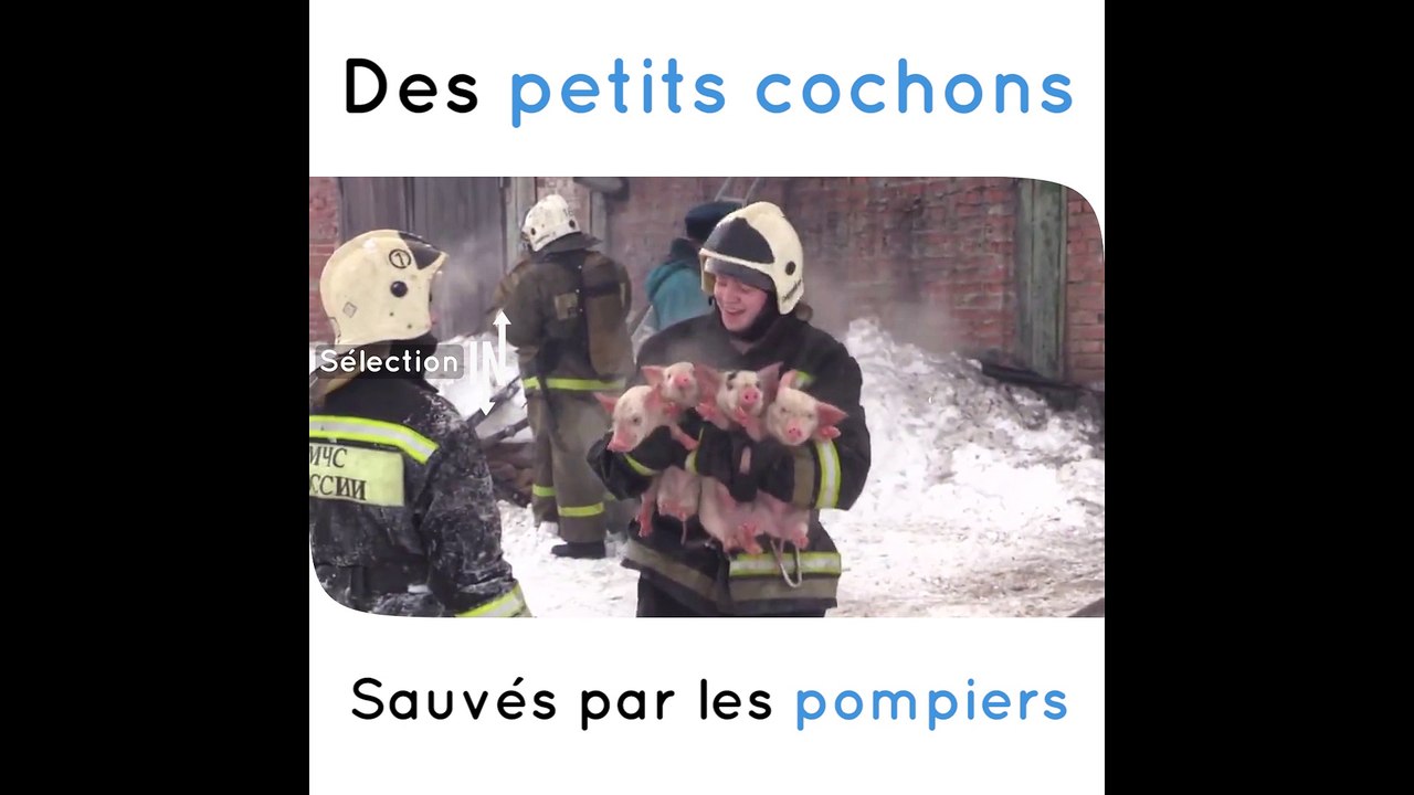 150 cochons sauvés par des pompiers