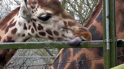 Giraffe shows off giant tongue